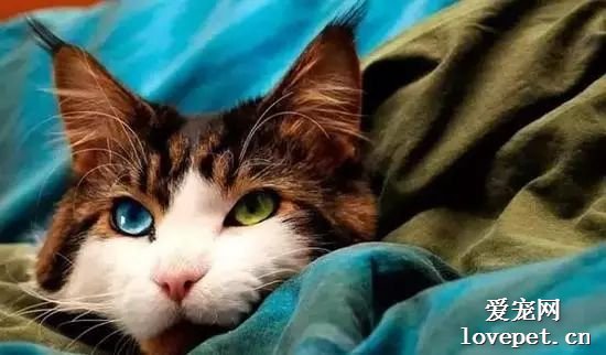 全球最美的十只猫咪，每一只都超级好看