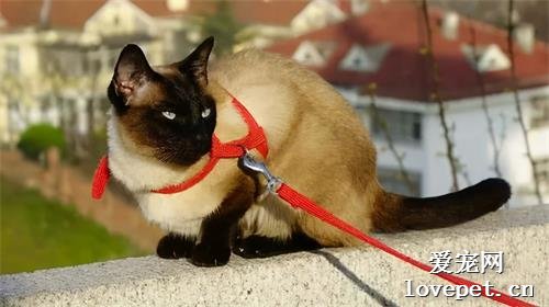 暹罗猫为什么会被称为“猫中狗”？