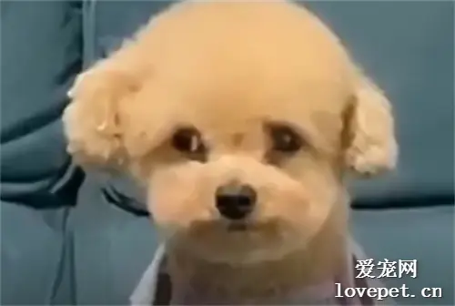 主人一直盯着泰迪看，狗子这反应笑喷了！