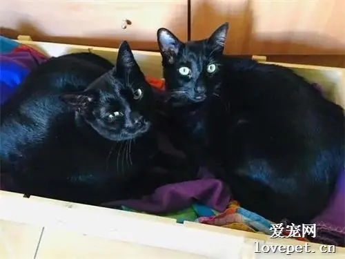 流浪猫闯进家中，冒充黑猫享受生活，被抓包后真假难辨