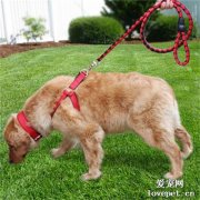 如何用狗绳有效训狗 让狗狗听话的训练方法