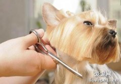 如何利用剪刀给狗狗修剪毛发？