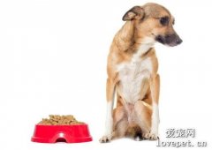 怎样训练狗狗学会拒食,不乱捡东西吃?