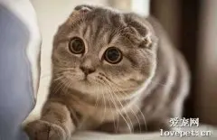 苏格兰折耳猫如何交配?
