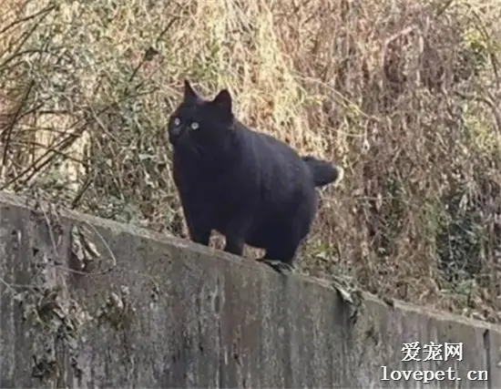 网友突然发现，路边墙上多了只黑不溜秋的流浪.......猪？