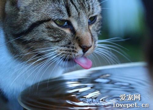 为啥喂猫咪吃湿猫粮，它还是得了尿结石？
