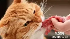 到底能不能给宠物猫咪和狗狗喂生肉？