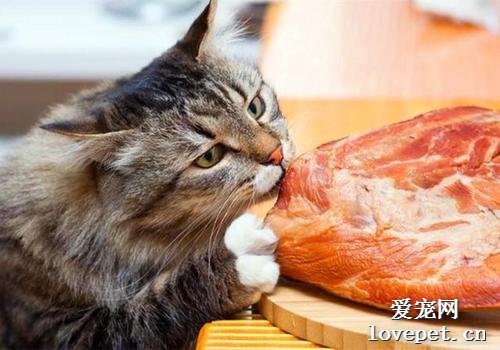 到底能不能给宠物猫咪和狗狗喂生肉？