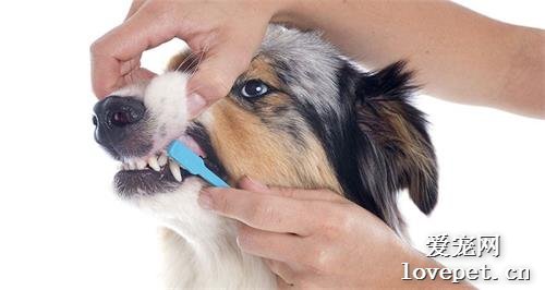 简单4个步骤，让狗狗爱上刷牙