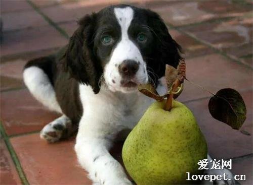 最适合狗狗吃的6种水果，不仅美味还能让狗狗越吃越健康