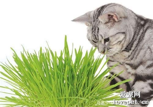 为什么要给猫咪种猫草？