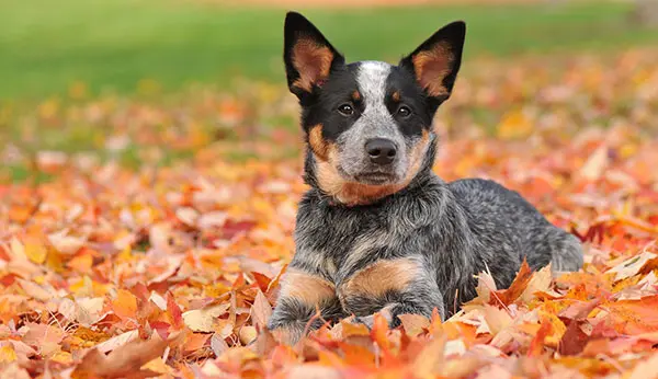 澳大利亚牧牛犬