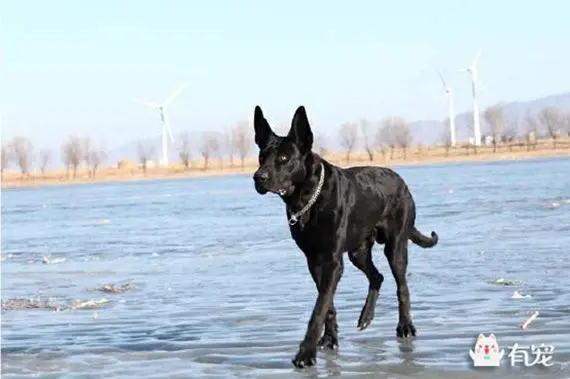 墨界黑狼犬