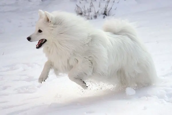 美国爱斯基摩犬