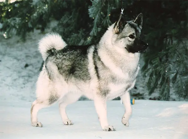 挪威猎鹿犬