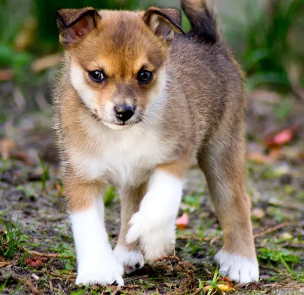 挪威伦德猎犬