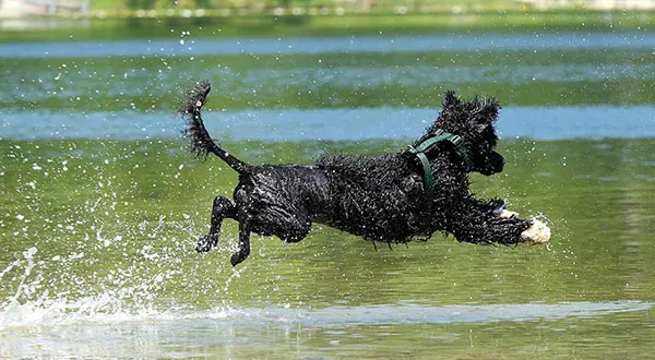 葡萄牙水犬