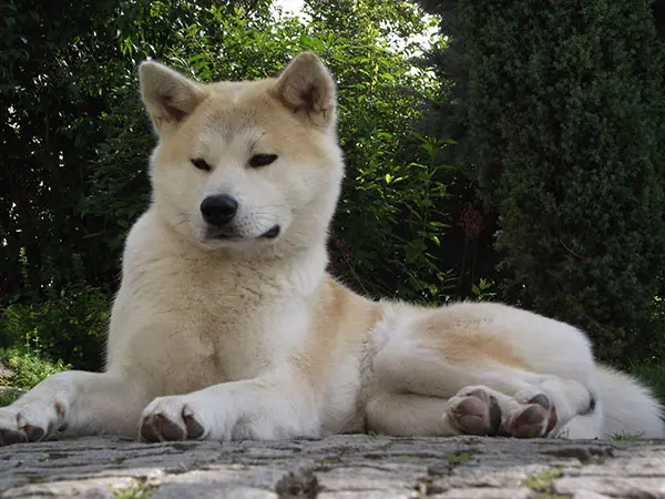 秋田犬