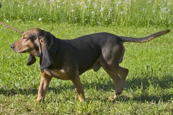 寻血猎犬