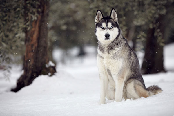 西伯利亚雪撬犬