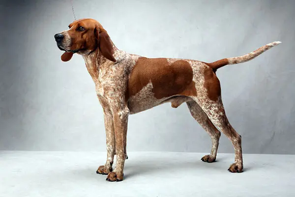 英国猎浣熊犬
