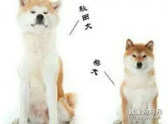 柴犬和秋田犬的区别有哪些