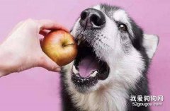 狗狗能吃的水果有哪些?
