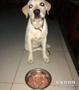 怎么让狗狗拒绝陌生人给的食物？