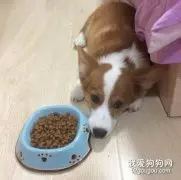 狗狗挑食了怎么办？