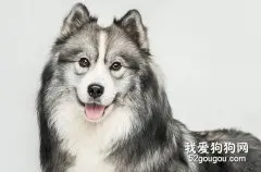 狗狗掉毛太严重是怎么回事？