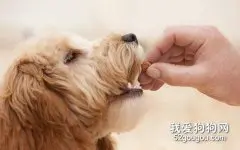 为什么贵宾犬会有褪色期？贵宾犬褪色怎么办？