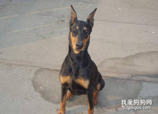 训练杜宾犬