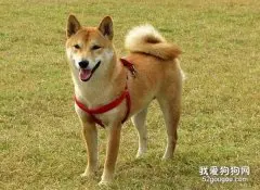 训练柴犬听话的三个要点