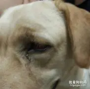 解决狗狗眼屎多的三个步骤！