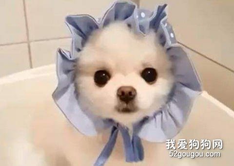 博美用哪种沐浴露对毛发好