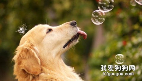 金毛掉毛多吗？金毛掉毛如何解决？