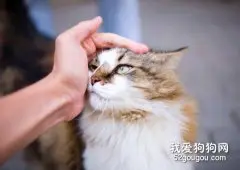 猫咪得了猫癣怎么办？