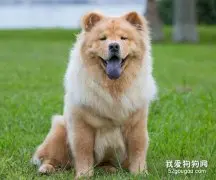 怎么训练松狮犬大小便