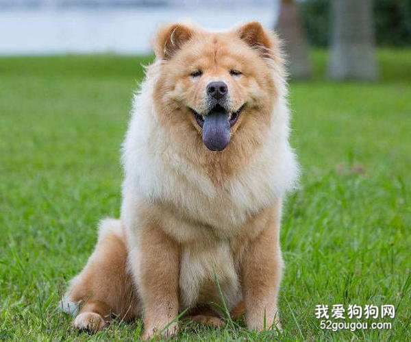 训练松狮犬大小便