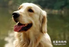 金毛犬出现便秘应该怎么办