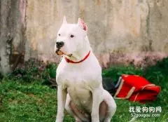 如何纠正杜高犬的领地性攻击行为