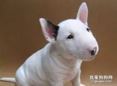 喂养牛头梗幼犬要注意哪些问题