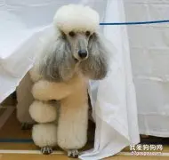 贵宾犬破坏家具该怎么办