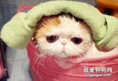 猫咪洗澡全攻略
