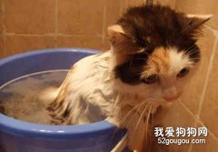 给猫咪洗澡的误区你了解吗