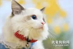 如何给布偶猫洗澡