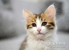 猫咪常见的皮肤病有哪些