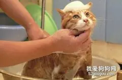 我家猫咪不爱洗澡怎么办？