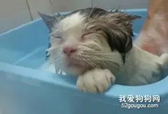 养猫达人不可不知的养猫秘诀