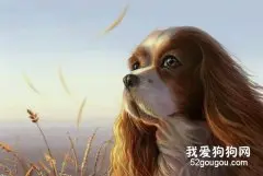 夏季狗狗毛发干燥怎么办？